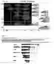 Fig. 40 - Proteinaceous pharmaceuticals and uses thereof