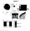 Fig. 02 - Modulation of angiogenesis