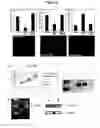 Fig. 04 - Modulation of angiogenesis