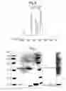 Fig. 08 - CD8 AS AN INHIBITOR OF THE CELLULAR IMMUNE SYSTEM