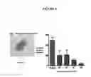 Fig. 05 - Methods for inhibiting osteoclast differentiation, formation, or function and for increasing bone mass