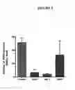 Fig. 06 - Methods for inhibiting osteoclast differentiation, formation, or function and for increasing bone mass