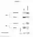 Fig. 09 - Methods for inhibiting osteoclast differentiation, formation, or function and for increasing bone mass