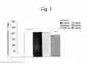 Fig. 02 - D-ribose for improving depression-like symptoms