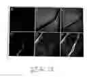 Fig. 13 - Gene silencing by systemic rna interference