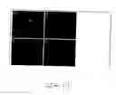 Fig. 15 - Gene silencing by systemic rna interference