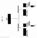 Fig. 16 - Beta secretase genes