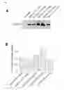 Fig. 02 - Methods for modulating glutamate receptors for treating neuropsychiatric disorders 
comprising the use of modulators of serum and glucocorticoid inducible kinases