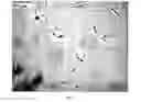 Fig. 03 - Method for crystallization of proteins using polysaccharides