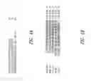 Fig. 05 - Urocortin proteins and uses thereof