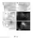 Fig. 10 - Urocortin proteins and uses thereof