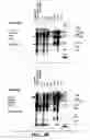 Fig. 06 - Protein purification