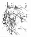 Fig. 02 - Top handled surgical clamp
