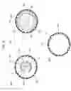 Fig. 09 - Balloon catheter having nanotubes