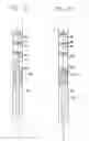 Fig. 05 - FILTER/EMBOLI EXTRACTOR FOR USE IN VARIABLE SIZED BLOOD VESSELS