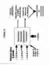 Fig. 22 - QUANTIFYING SYSTOLIC AND DIASTOLIC CARDIAC PERFORMANCE FROM DYNAMIC IMPEDANCE WAVEFORMS