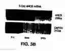 Fig. 06 - MEDICAL DEVICE WITH COATING FOR CAPTURING GENETICALLY-ALTERED CELLS AND METHODS FOR USING SAME