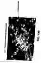 Fig. 14 - MEDICAL DEVICE WITH COATING FOR CAPTURING GENETICALLY-ALTERED CELLS AND METHODS FOR USING SAME