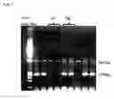 Fig. 02 - Transgenic non-human mammal