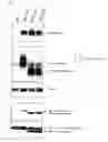 Fig. 03 - Transgenic non-human mammal