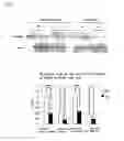 Fig. 04 - Transgenic non-human mammal