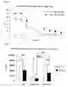 Fig. 05 - Transgenic non-human mammal