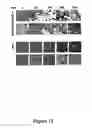 Fig. 11 - Horming response element binding transregulators