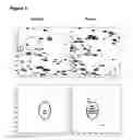 Fig. 06 - TAT-028 and methods of assessing and treating cancer
