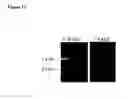 Fig. 16 - TAT-028 and methods of assessing and treating cancer