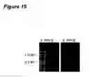Fig. 20 - TAT-038 and methods of assessing and treating cancer
