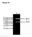 Fig. 14 - TAT-039 and methods of assessing and treating cancer