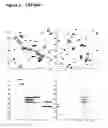 Fig. 07 - TAT-044 and methods of assessing and treating cancer
