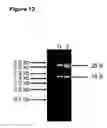 Fig. 15 - TAT-044 and methods of assessing and treating cancer