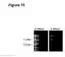 Fig. 17 - TAT-044 and methods of assessing and treating cancer