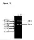 Fig. 14 - TAT-042 and methods of assessing and treating cancer