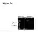 Fig. 16 - TAT-042 and methods of assessing and treating cancer