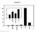 Fig. 04 - COX5c-1 gene intron for increasing expression level in cassettes, plant cells and transgenic plants