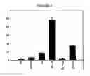 Fig. 06 - COX5c-1 gene intron for increasing expression level in cassettes, plant cells and transgenic plants