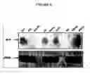 Fig. 07 - COX5c-1 gene intron for increasing expression level in cassettes, plant cells and transgenic plants