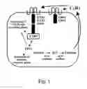 Fig. 02 - Engineering single-gene-controlled staygreen potential into plants