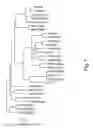 Fig. 09 - Engineering single-gene-controlled staygreen potential into plants