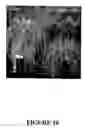 Fig. 27 - Flowering inhibition