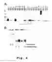 Fig. 05 - Edible vaccines expressed in soybeans