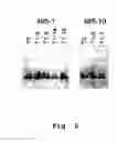 Fig. 06 - Edible vaccines expressed in soybeans