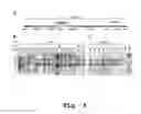 Fig. 07 - Edible vaccines expressed in soybeans