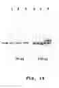 Fig. 15 - Edible vaccines expressed in soybeans