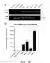Fig. 19 - Edible vaccines expressed in soybeans
