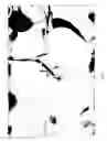 Fig. 02 - Orange tree named 'Alvarina'