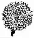 Fig. 01 - Chrysanthemum plant named 'Chamidi'