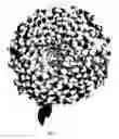 Fig. 02 - Chrysanthemum plant named 'Chamidi'
